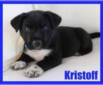 Small #3 Labrador Retriever Mix