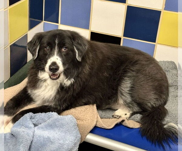 Medium Photo #2 Great Pyrenees Puppy For Sale in Spring, TX, USA