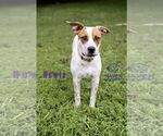Small #10 Red Heeler Mix