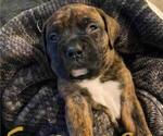 Small Photo #2 Boxer Puppy For Sale in COLUMBUS, OH, USA