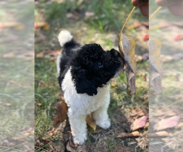Medium Photo #1 Poodle (Toy) Puppy For Sale in BRONX, NY, USA