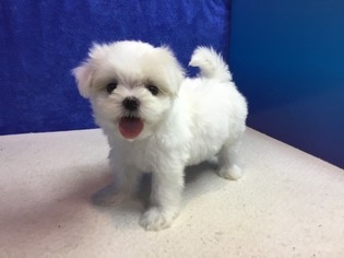 Maltese Puppy for sale in SAN JOSE, CA, USA