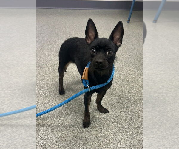 Medium Photo #2 Chihuahua-Unknown Mix Puppy For Sale in Topeka, KS, USA