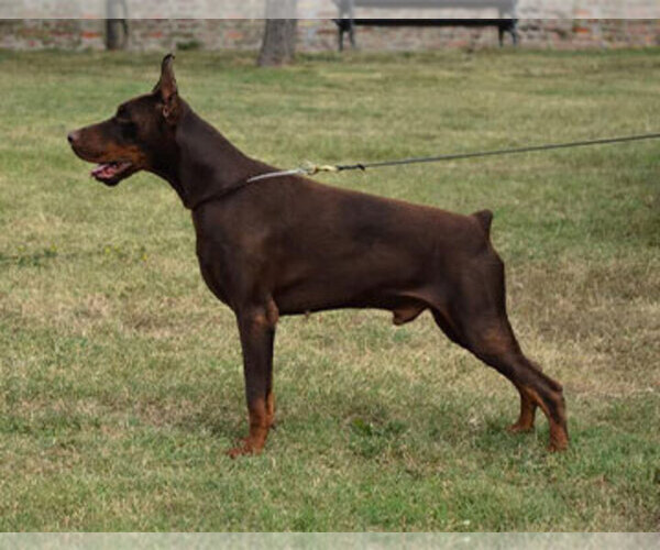 Medium Photo #16 Doberman Pinscher Puppy For Sale in LAFAYETTE, LA, USA
