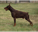 Small #15 Doberman Pinscher
