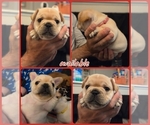 Small #12 French Bulldog