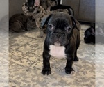 Small Photo #57 French Bulldog Puppy For Sale in GIG HARBOR, WA, USA
