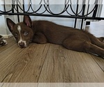 Small Photo #16 Pomsky Puppy For Sale in CHARLOTTE, NC, USA