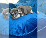 Small Photo #2 French Bulldog Puppy For Sale in UNIVERSAL CITY, CA, USA