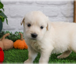 Small #2 English Cream Golden Retriever