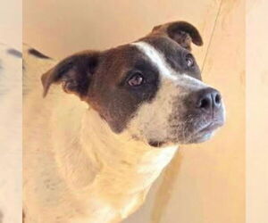 Mutt Dogs for adoption in Canton, CT, USA