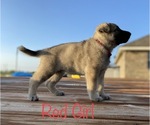 Small Photo #4 German Shepherd Dog Puppy For Sale in GARDEN CITY, TX, USA