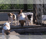 Small Photo #1 Rat Terrier Puppy For Sale in TAMPA, FL, USA