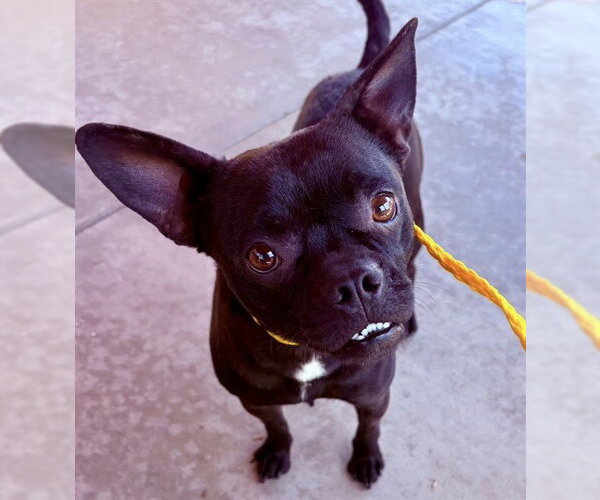 Medium Photo #1 Pug-Unknown Mix Puppy For Sale in Camarillo, CA, USA