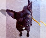 Small Pug Mix