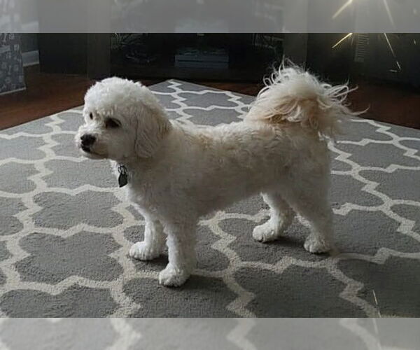 Medium Photo #1 Mal-Shi Puppy For Sale in Princeton, MN, USA