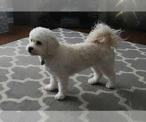 Mal-Shi Dogs for adoption in Princeton, MN, USA