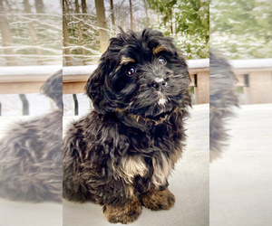 Bernedoodle Puppy for sale in CHATHAM, PA, USA