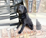 Small #4 Golden Shepherd