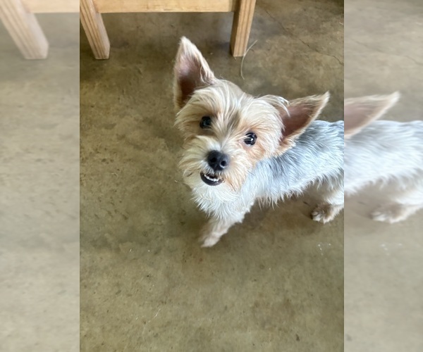 Medium Photo #1 Yorkshire Terrier Puppy For Sale in AMARILLO, TX, USA