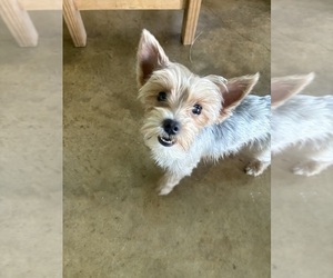 Mother of the Yorkshire Terrier puppies born on 09/05/2026