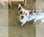 Small Photo #1 Yorkshire Terrier Puppy For Sale in AMARILLO, TX, USA