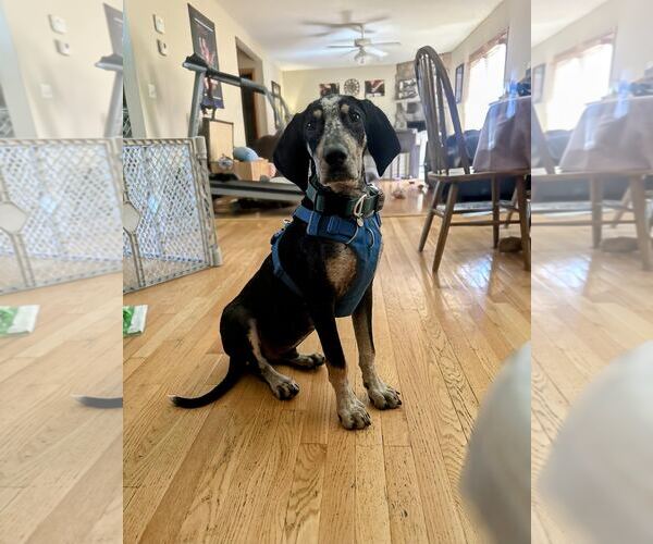 Medium Photo #6 Bluetick Coonhound-Unknown Mix Puppy For Sale in Princeton, MN, USA