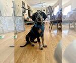 Small #5 Bluetick Coonhound Mix