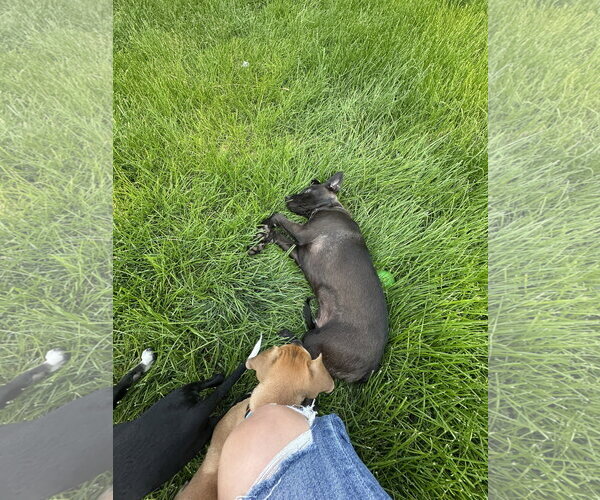 Medium Photo #7 Labrador Retriever-Unknown Mix Puppy For Sale in Sandy, UT, USA