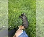 Small #6 Labrador Retriever Mix