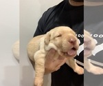 Small Photo #4 Labrador Retriever Puppy For Sale in WESTCHESTER, IL, USA