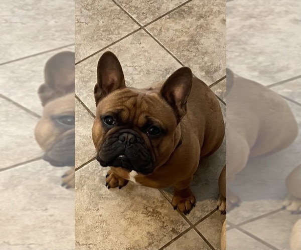 Medium Photo #1 French Bulldog Puppy For Sale in SIOUX FALLS, SD, USA