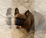 Small Photo #1 French Bulldog Puppy For Sale in SIOUX FALLS, SD, USA