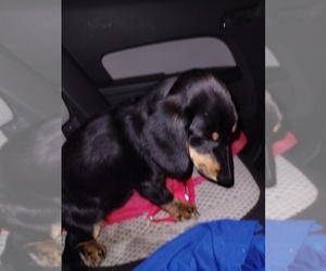 Mother of the Chiweenie puppies born on 07/28/2025