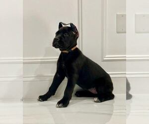 Cane Corso Puppy for sale in BLOOMINGTON, CA, USA