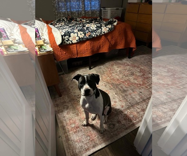 Medium Photo #3 Mutt Puppy For Sale in Germantown, OH, USA