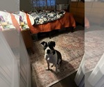 Small #2 Mutt