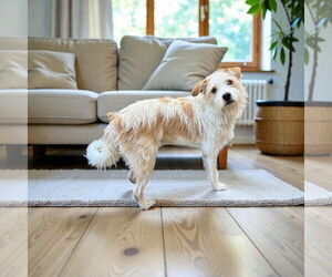 Airedale Terrier Dogs for adoption in Menifee, CA, USA