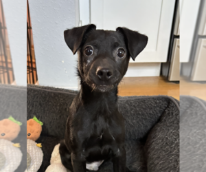 Sammy - Male Chihuahua-Unknown Mix Dog for Adoption - Photo #2