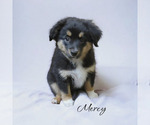 Puppy Mercy Miniature Australian Shepherd