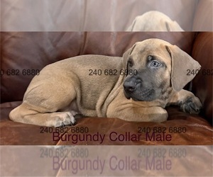 Medium Cane Corso