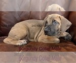 Puppy Burgundy Collar Cane Corso