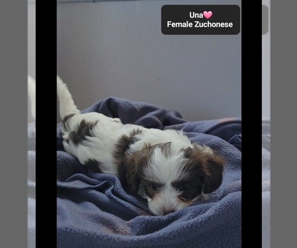 Medium Photo #3 Havanese-Zuchon Mix Puppy For Sale in TUCSON, AZ, USA