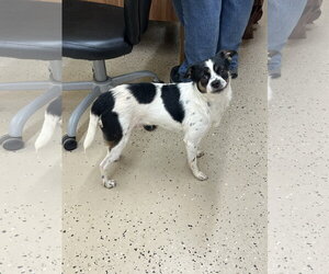 Chihuahua-Unknown Mix Dogs for adoption in York, SC, USA