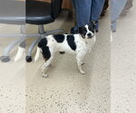 Small Chihuahua Mix