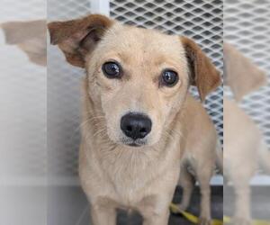 Chihuahua Dogs for adoption in Bakersfield, CA, USA