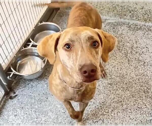 Medium Photo #2 Labrador Retriever-Unknown Mix Puppy For Sale in Houston, TX, USA