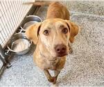 Small #1 Labrador Retriever Mix
