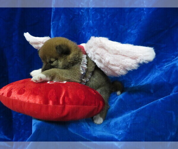 Medium Photo #5 Shiba Inu Puppy For Sale in NORWOOD, MO, USA