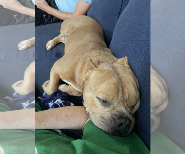 Medium Photo #16 Mutt Puppy For Sale in Philadelphia, PA, USA